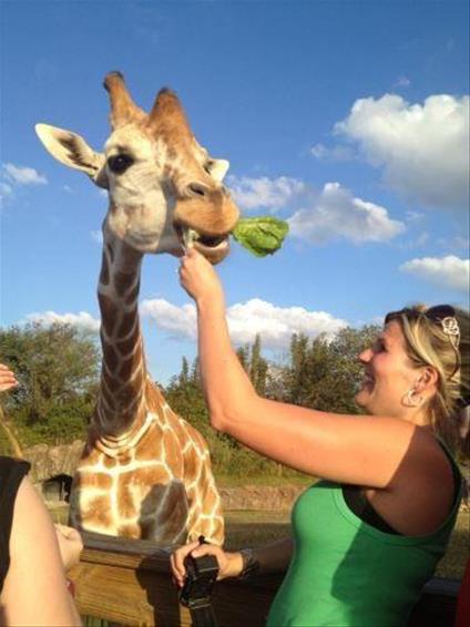 Serengeti Safari At Busch Gardens